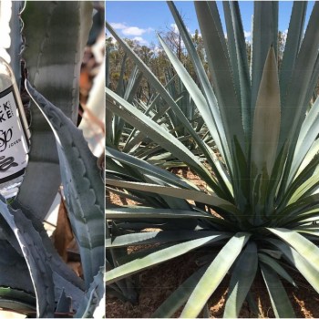 Image for the post ‘Act of Treason’ Top Shelf’s Australian Agave brand revealed